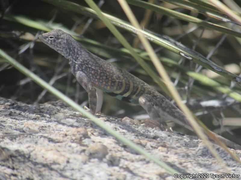 SouthWestern Earless Lizard (Cophosaurus texanus scitulus)