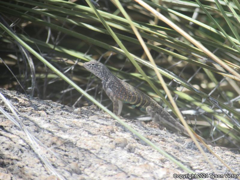 SouthWestern Earless Lizard (Cophosaurus texanus scitulus)