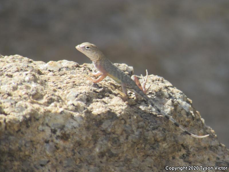 SouthWestern Earless Lizard (Cophosaurus texanus scitulus)