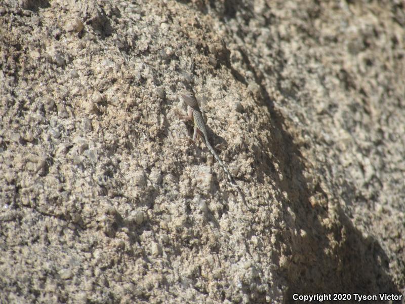 SouthWestern Earless Lizard (Cophosaurus texanus scitulus)