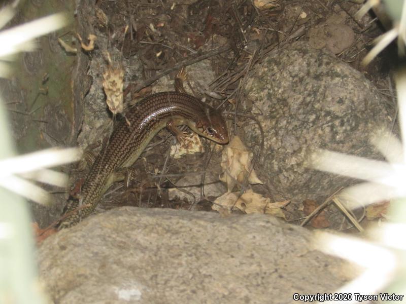 Great Plains Skink (Plestiodon obsoletus)