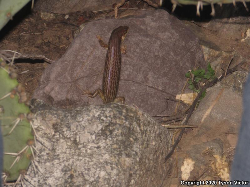 Great Plains Skink (Plestiodon obsoletus)