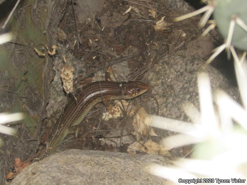 Great Plains Skink (Plestiodon obsoletus)