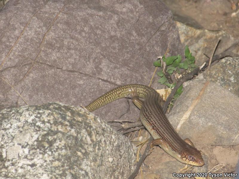 Great Plains Skink (Plestiodon obsoletus)