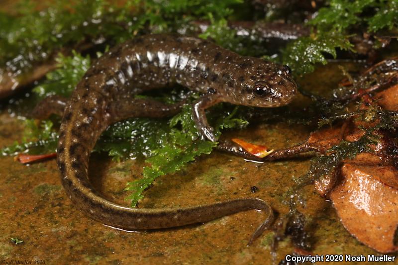 Spotted Dusky Salamander (Desmognathus conanti)