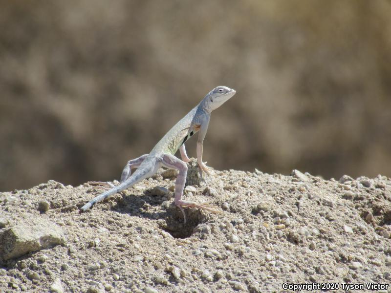 Western Zebra-tailed Lizard (Callisaurus draconoides rhodostictus)