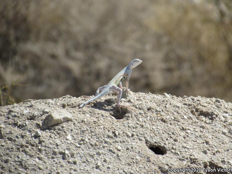 Western Zebra-tailed Lizard (Callisaurus draconoides rhodostictus)