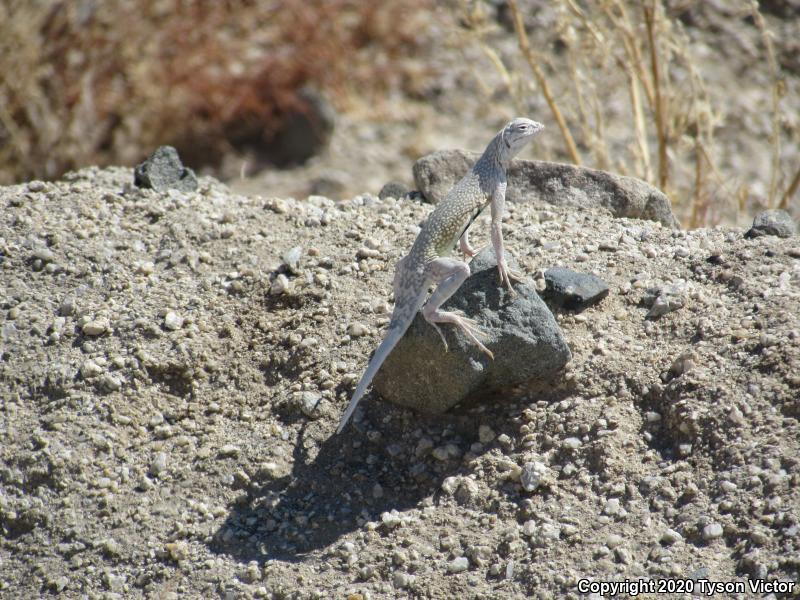 Western Zebra-tailed Lizard (Callisaurus draconoides rhodostictus)