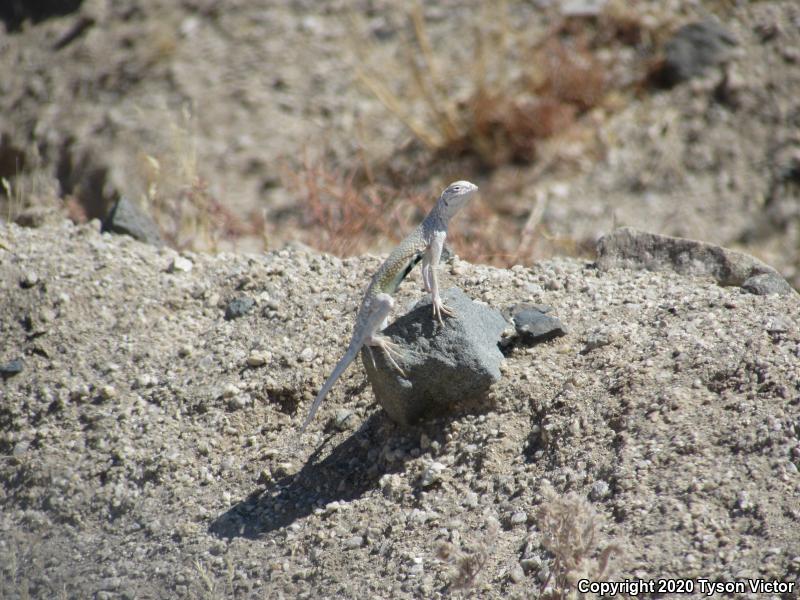 Western Zebra-tailed Lizard (Callisaurus draconoides rhodostictus)