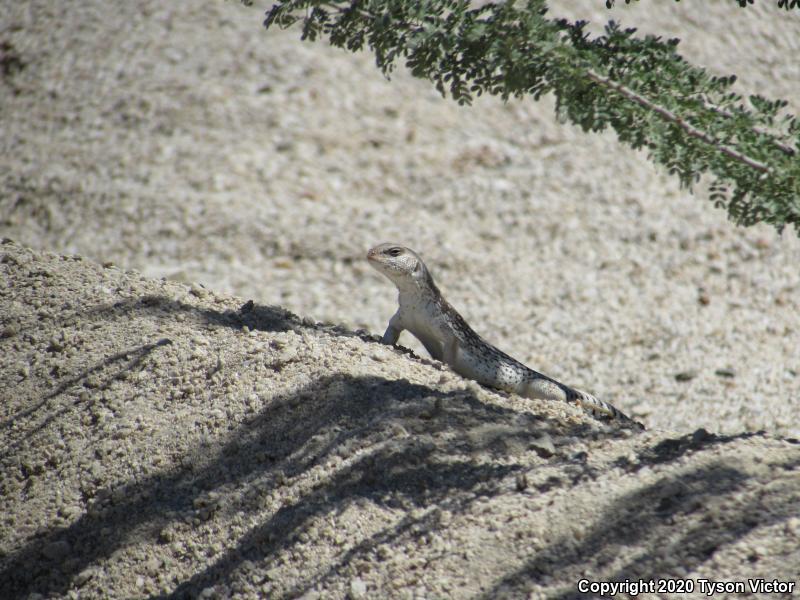 Northern Desert Iguana (Dipsosaurus dorsalis dorsalis)