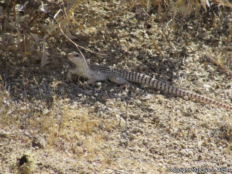 Northern Desert Iguana (Dipsosaurus dorsalis dorsalis)