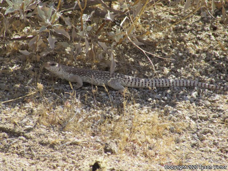 Northern Desert Iguana (Dipsosaurus dorsalis dorsalis)