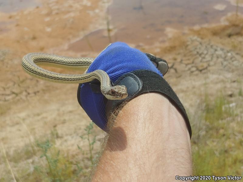 Desert Striped Whipsnake (Coluber taeniatus taeniatus)