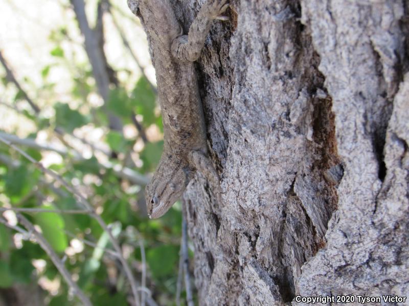 Plateau Fence Lizard (Sceloporus tristichus)