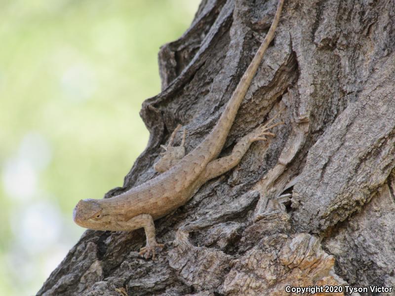 Plateau Fence Lizard (Sceloporus tristichus)