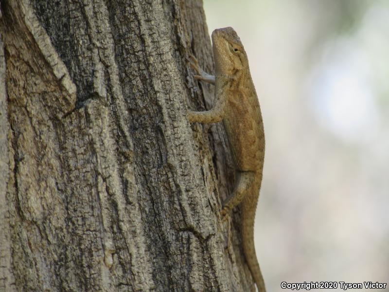 Plateau Fence Lizard (Sceloporus tristichus)