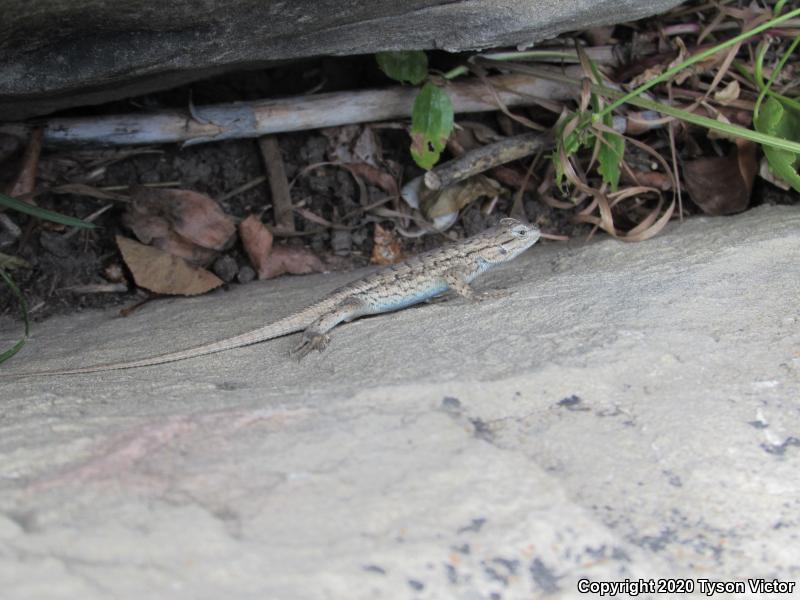 Plateau Fence Lizard (Sceloporus tristichus)