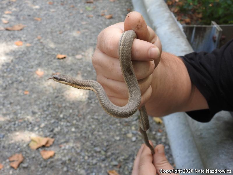 Queensnake (Regina septemvittata)