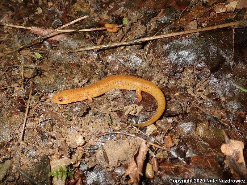 Northern Spring Salamander (Gyrinophilus porphyriticus porphyriticus)