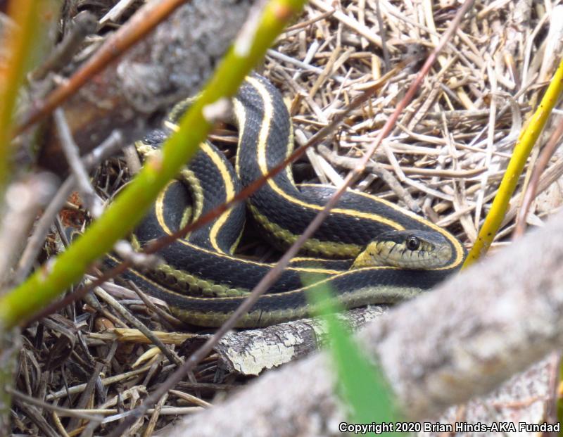 Mountain Gartersnake (Thamnophis elegans elegans)