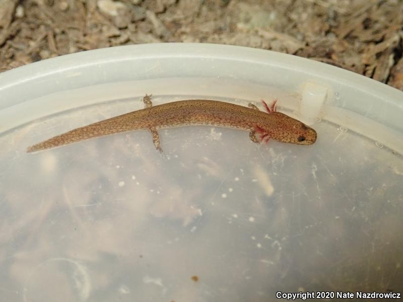 Northern Spring Salamander (Gyrinophilus porphyriticus porphyriticus)