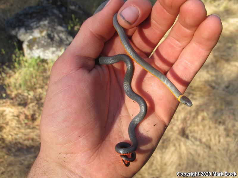 Coral-bellied Ring-necked Snake (Diadophis punctatus pulchellus)