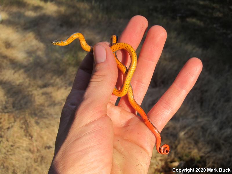 Coral-bellied Ring-necked Snake (Diadophis punctatus pulchellus)