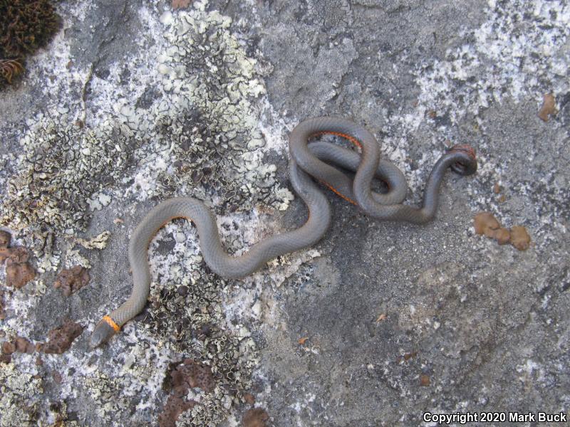 Coral-bellied Ring-necked Snake (Diadophis punctatus pulchellus)