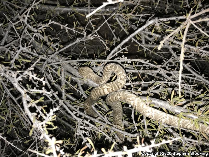 Sonoran Lyresnake (Trimorphodon biscutatus lambda)