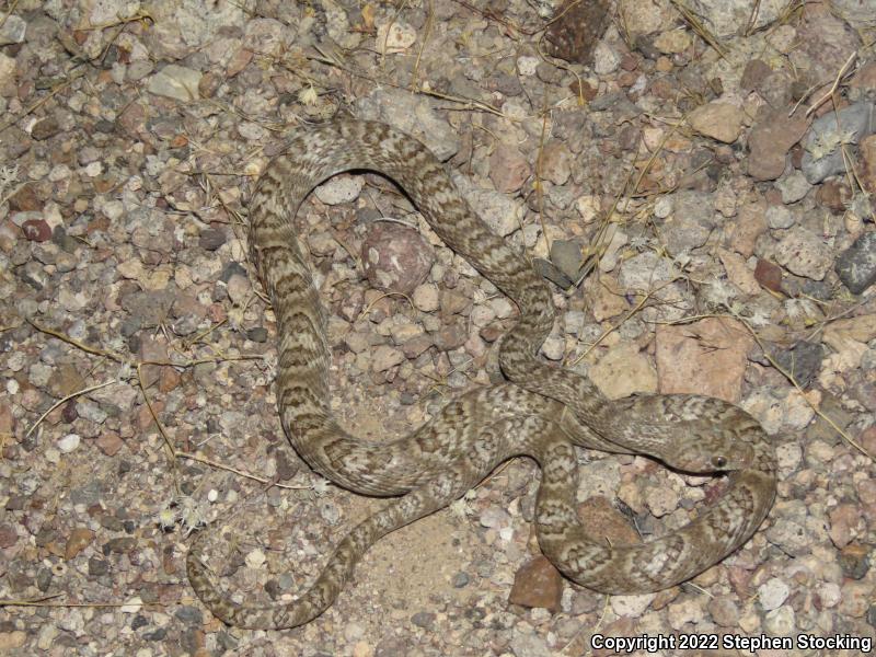 Sonoran Lyresnake (Trimorphodon biscutatus lambda)