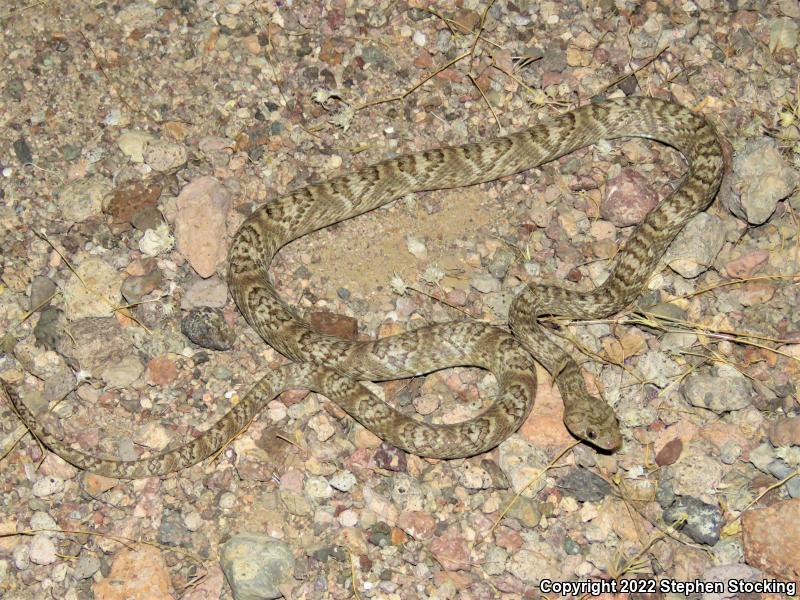 Sonoran Lyresnake (Trimorphodon biscutatus lambda)