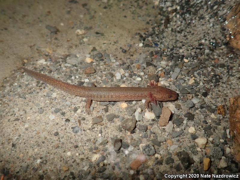 Northern Spring Salamander (Gyrinophilus porphyriticus porphyriticus)