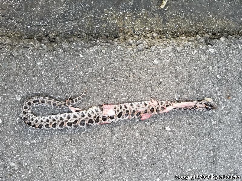 Dusky Pigmy Rattlesnake (Sistrurus miliarius barbouri)