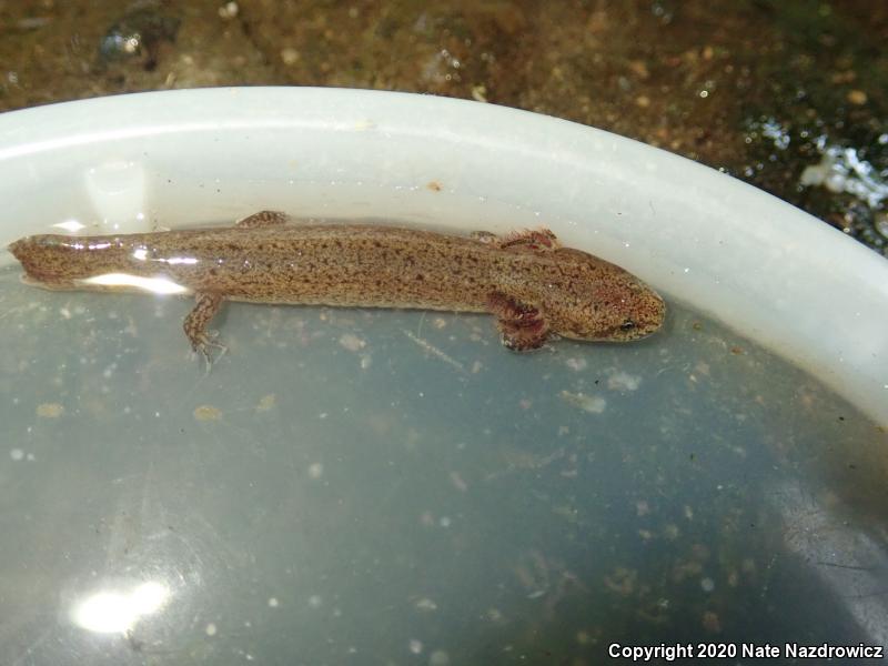 Northern Red Salamander (Pseudotriton ruber ruber)