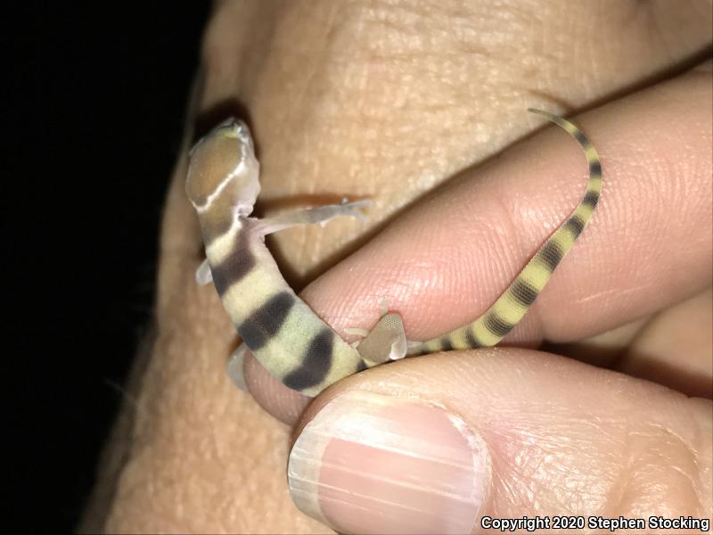 Desert Banded Gecko (Coleonyx variegatus variegatus)