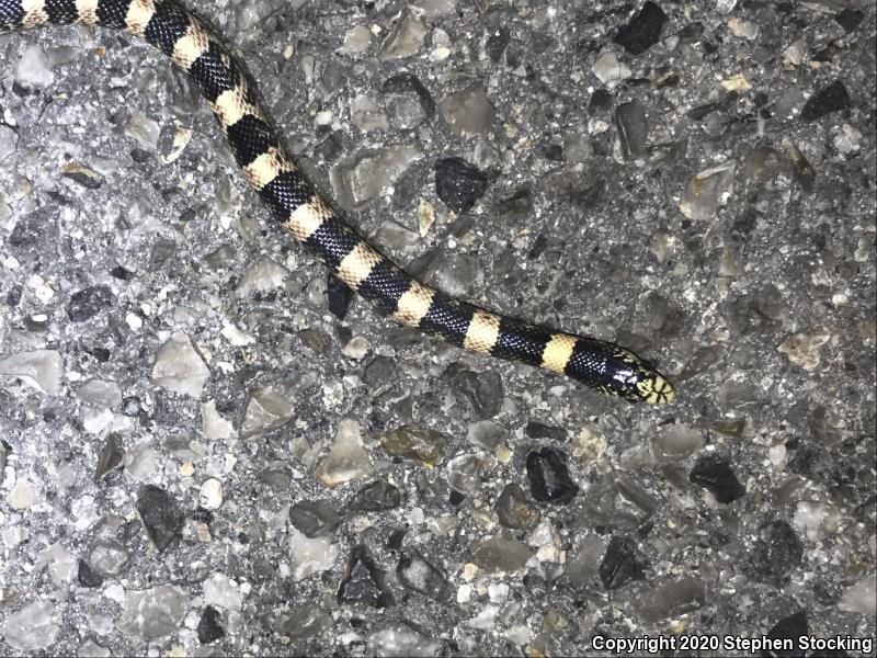 Western Long-nosed Snake (Rhinocheilus lecontei)