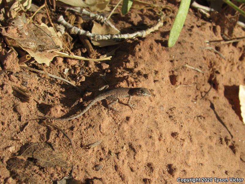 Plateau Side-blotched Lizard (Uta stansburiana uniformis)