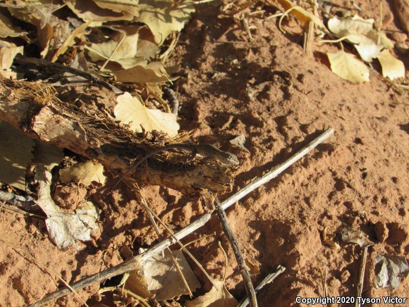 Plateau Side-blotched Lizard (Uta stansburiana uniformis)