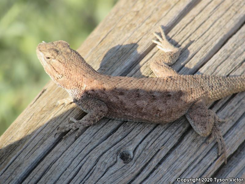 Plateau Fence Lizard (Sceloporus tristichus)