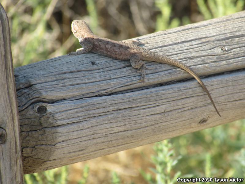 Plateau Fence Lizard (Sceloporus tristichus)