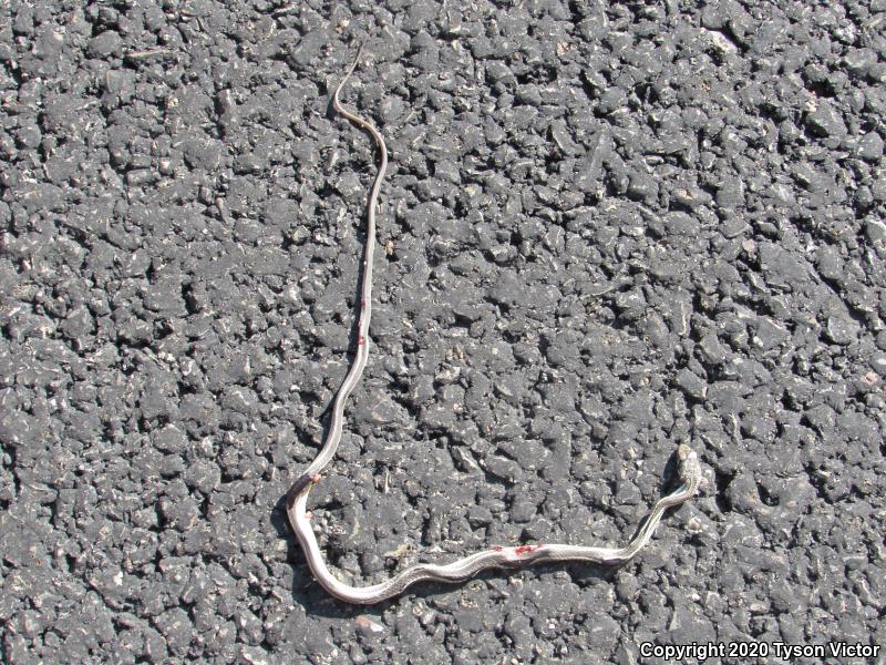 Desert Striped Whipsnake (Coluber taeniatus taeniatus)