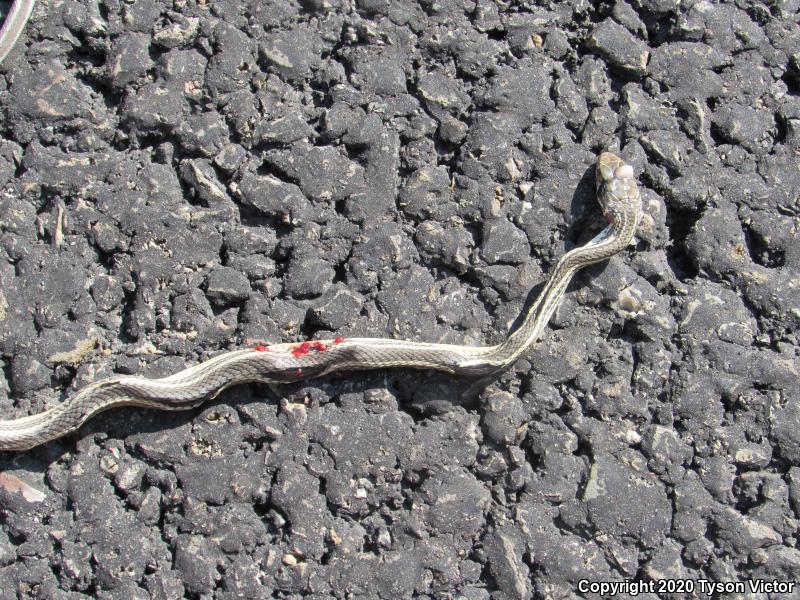 Desert Striped Whipsnake (Coluber taeniatus taeniatus)