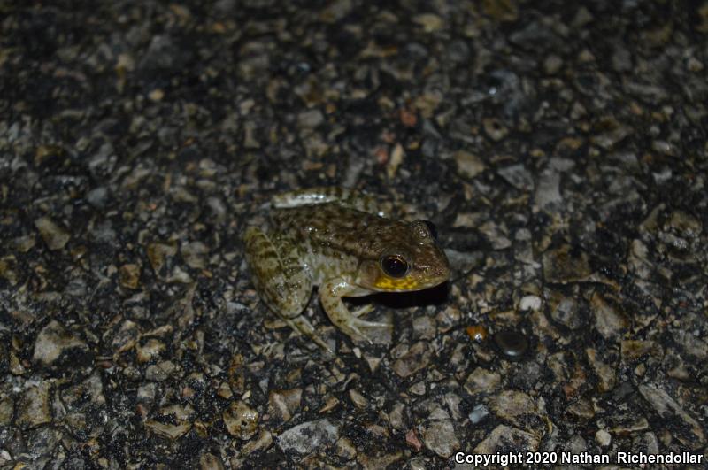 Bronze Frog (Lithobates clamitans clamitans)