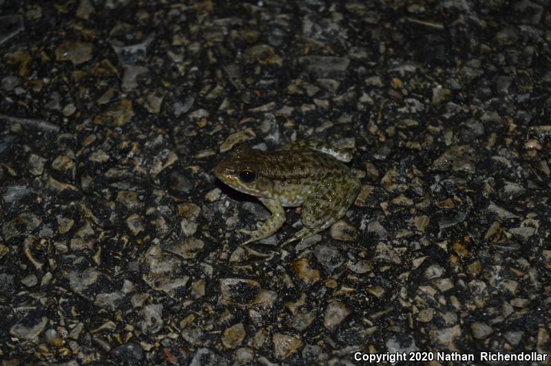 Bronze Frog (Lithobates clamitans clamitans)