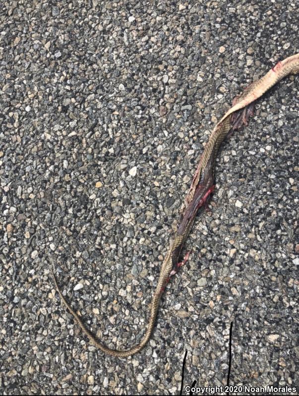 San Joaquin Coachwhip (Coluber flagellum ruddocki)