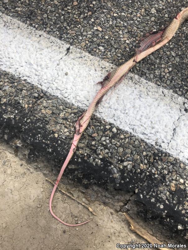 San Joaquin Coachwhip (Coluber flagellum ruddocki)