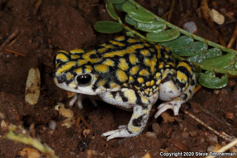 Sonoran Green Toad (Anaxyrus retiformis)