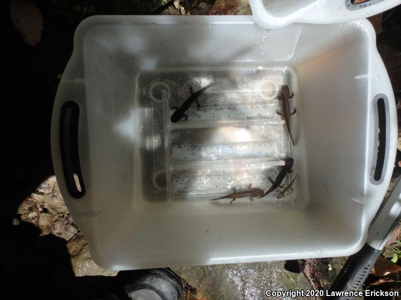 California Giant Salamander (Dicamptodon ensatus)