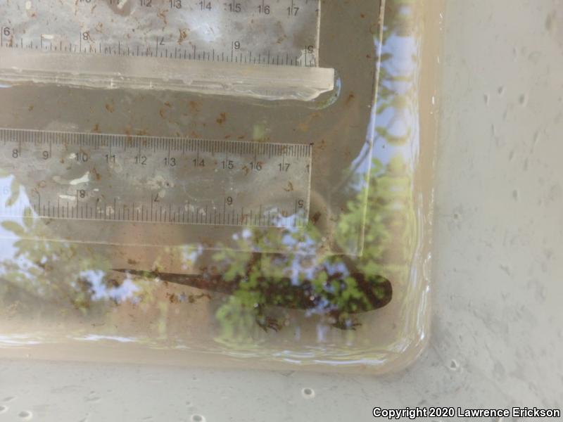 California Giant Salamander (Dicamptodon ensatus)