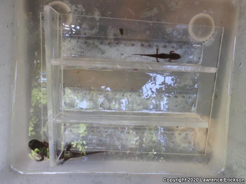 California Giant Salamander (Dicamptodon ensatus)